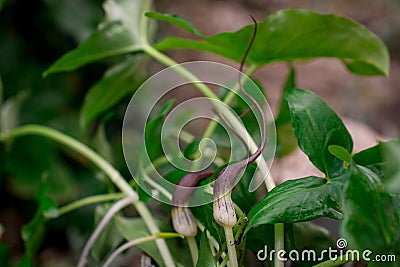 green leaves of Arisarum simorrhinum, friar cowl Stock Photo