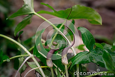 green leaves of Arisarum simorrhinum, friar cowl Stock Photo