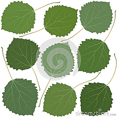 Green leaves aspen Vector Illustration