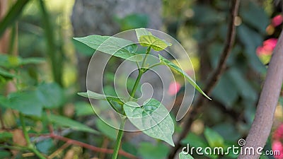 Green leaves of Asystasia gangetica also known as Chinese violet, Ganges primrose, Philippine violet Stock Photo