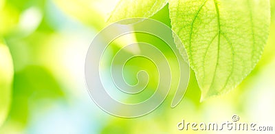 Green leaves background Stock Photo