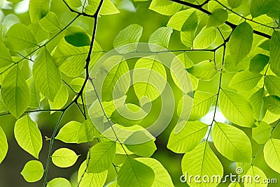 Green leaves background Stock Photo