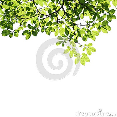 Green leaves background Stock Photo