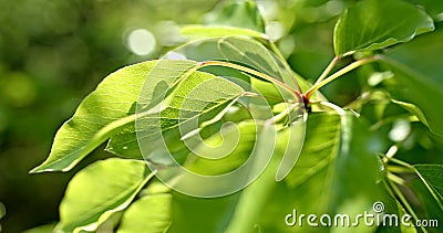 Green leaves background. Branch detail of an showing the beautiful shape, leaf pattern and color tree in early spring. Stock Photo