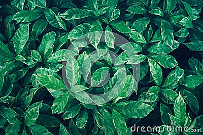 Green leaves background design.Flat lay.Top view of leaf.Nature Stock Photo