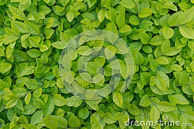 Green leaves background Stock Photo