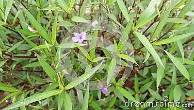 Green leaves background of Ruellia plants in the garden Stock Photo