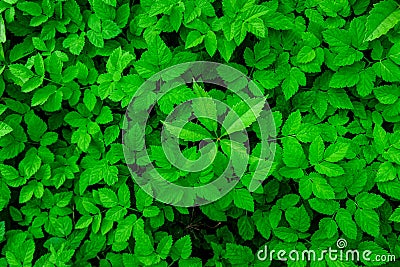Green Leaves background. Urtica texture Stock Photo