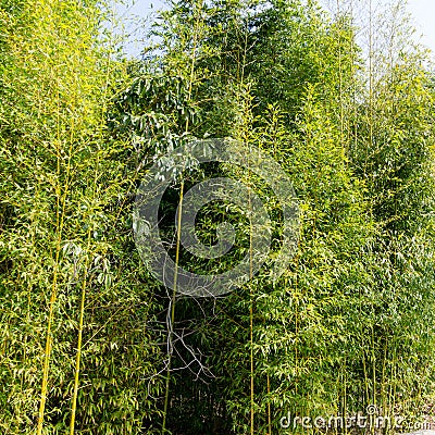 Green leaves bamboo Phyllostachys aureosulcata `Aureocaulis`. Evergreen graceful plant in spring Arboretum Park Stock Photo