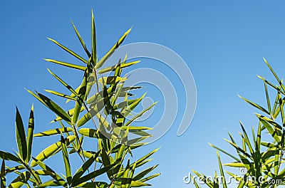 Green leaves bamboo Phyllostachys aureosulcata. Evergreen graceful plant on background of bright blue sky. Lovely theme Stock Photo