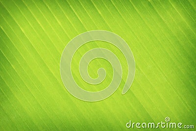 Green leaves banana background or texture Stock Photo