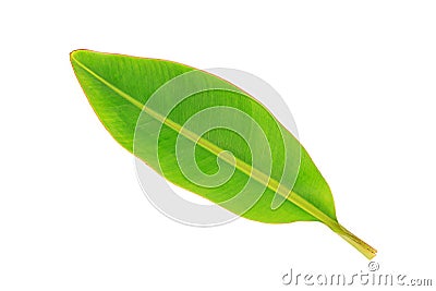 Green leaves banana on white background Stock Photo