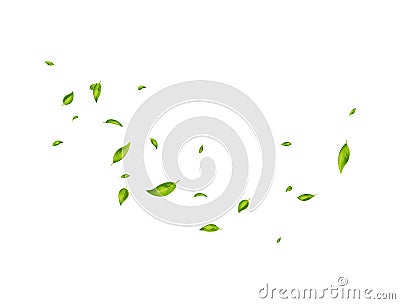 Green leaves banner. Fresh tea. Organic, eco, vegan design. Leaf falling on white background. Herbal vegetarian. Beauty Vector Illustration