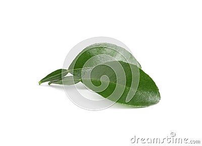 Green leaves of bergamot plant on white background Stock Photo