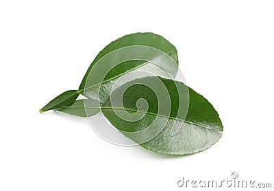 Green leaves of bergamot plant on white background Stock Photo