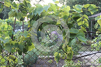 Green leaves and berries of grapes vines in the garden Stock Photo