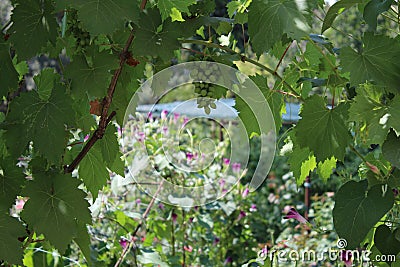 Green leaves and berries of grapes vines in the garden Stock Photo