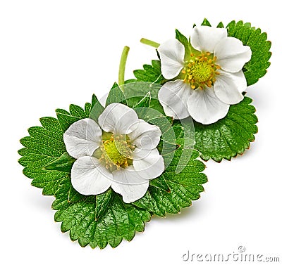 Green leaves berries strawberry with white flowers. Stock Photo