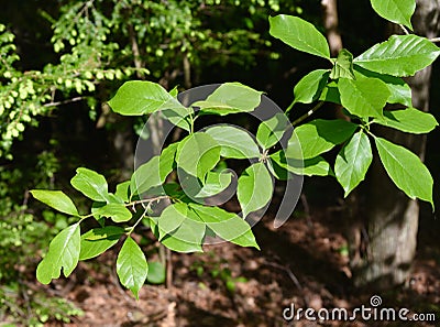 Green leaves of a black tupelo tree growing in a forest. Stock Photo