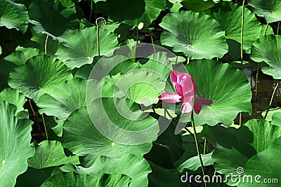 Green leaves and blossoming lotus Stock Photo