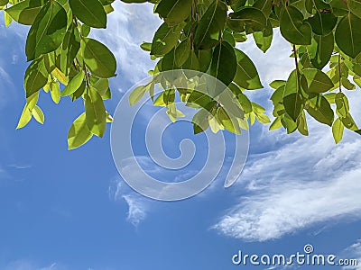 Green leaves and blue clouds sky for copy space Stock Photo