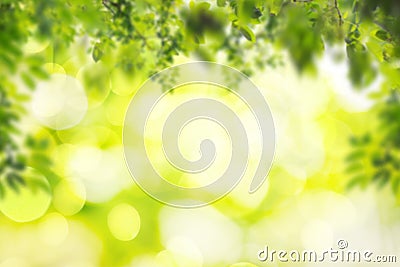 Green leaves with blur nature background Stock Photo