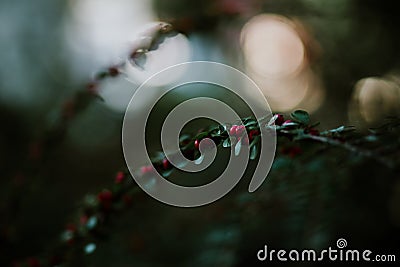 Green leaves, blurred background with red rosehips Stock Photo