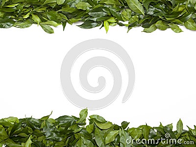 Green leaves border Stock Photo