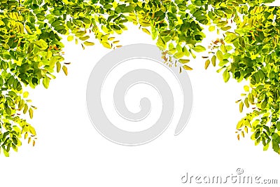 Green leaves border nature on white isolate Stock Photo