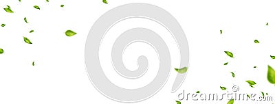 Green leaves border. Organic, eco, vegan, design element. Beauty product. Leaf falling on white long banner. Wave Vector Illustration