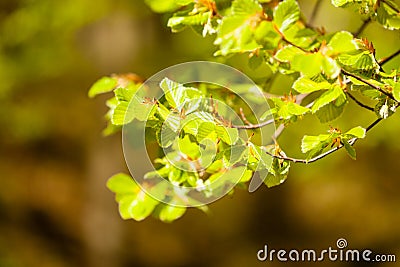 Green leaves on branch of hazelnut filbert tree. Stock Photo