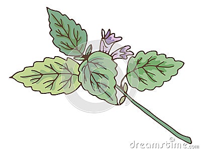 Green leaves branch with violet flower. Catnip botanical illustration Vector Illustration