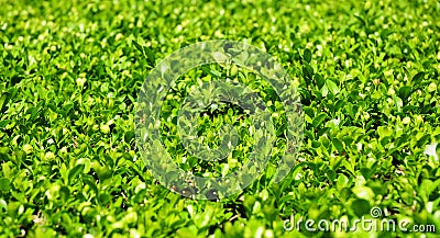 Green Leaves On Branches Of Buxus With Copy Space Stock Photo