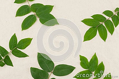 Green leaves with branches on muslin fabric Stock Photo