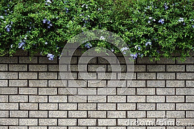 Green Leaves Bush on old wall Stock Photo