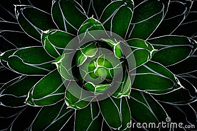 Green leaves of cactus Stock Photo