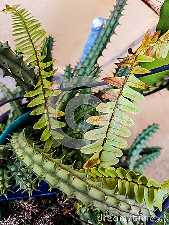 Green leaves and cactus Stock Photo