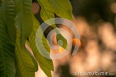 Green leaves with clearly vein skeleton of a leaves on silhouette background Stock Photo