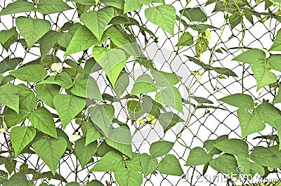 Green leaves of climber plants on mesh trellis Stock Photo