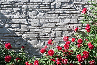 Green leaves of a climbing plant and flowers of a red wild rose on a gray brick wall background Stock Photo