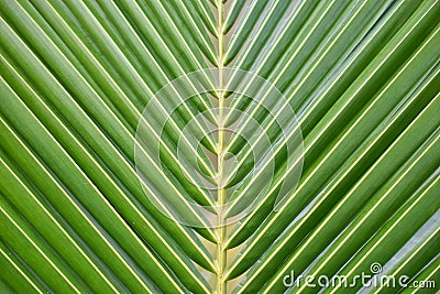 Green leaves Stock Photo