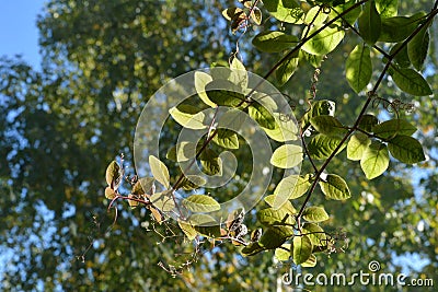 Green leaves of cobaea on the background of trees are lit by the sun Stock Photo