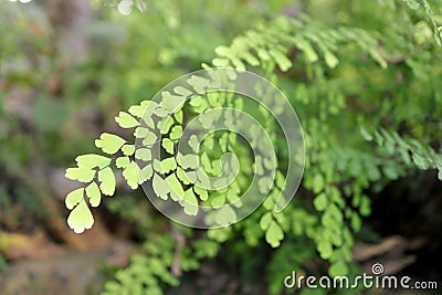 Green leaves of Adiantum raddianum or Maidenhair Fern. Stock Photo