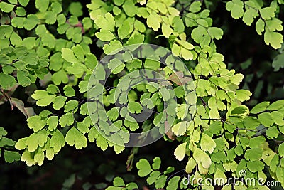 Green leaves of delta maidenhair fern. Stock Photo