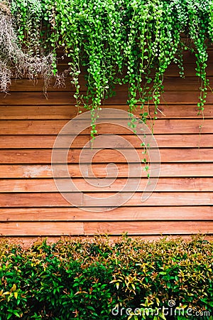 Green leaves of Dischidia nummularia plant and Christina tree on wood wall Stock Photo