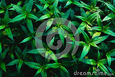 Green leaves and droplet water background. Stock Photo