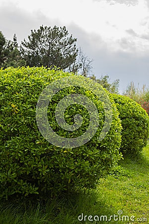 Green leaves Euonymus japonicus Microphyllus, summer natural background of Celstraceae leaves Stock Photo