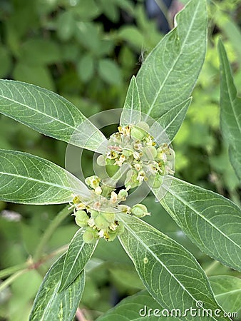 green leaves of a Euphorbia heterophylla tree Stock Photo