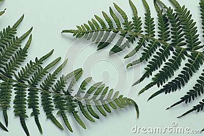 Green leaves of fern. Blue background. Banner Template. Space for your text. Stock Photo
