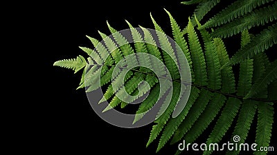 Green leaves fern tropical rainforest foliage plant on black background, clipping path included. Stock Photo